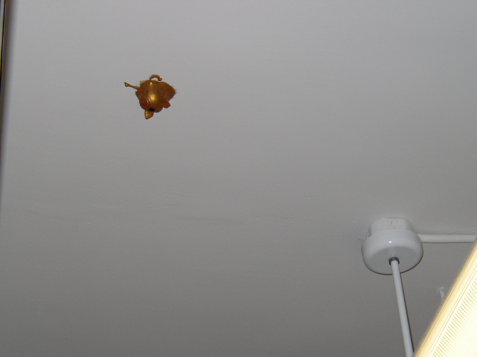 A gold squishy pig on the ceiling. 