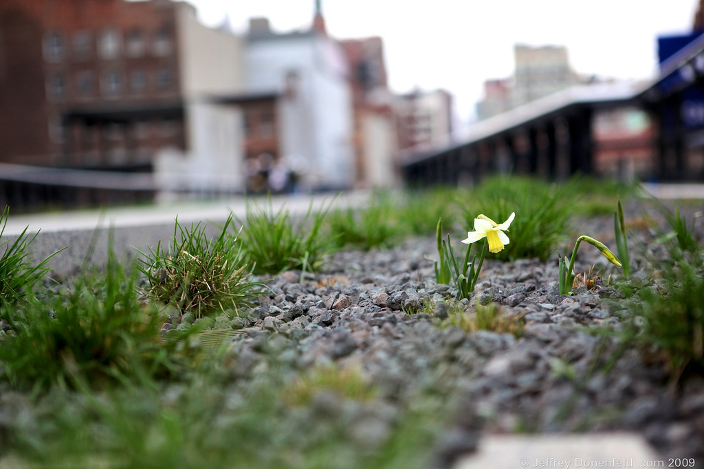 The New York City Highline Opens