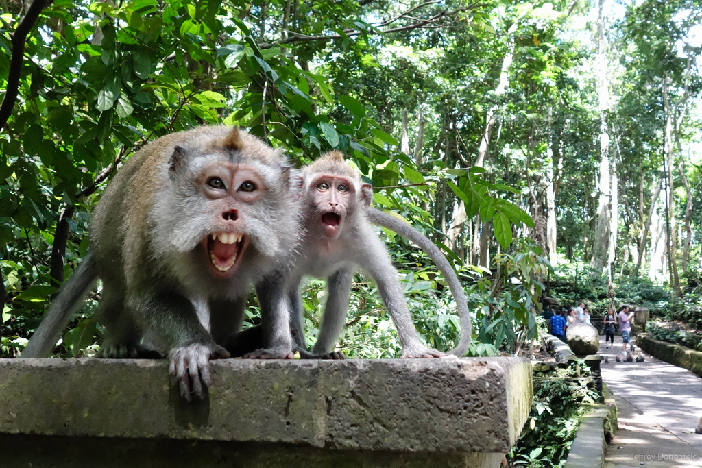 Ubud’s Monkey Forest