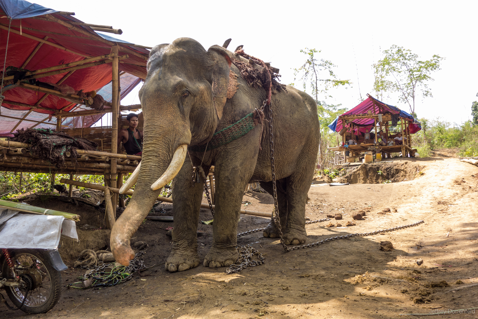 Illegal Teak Logging on the Backs of Elephants in Taunggyi, Myanmar