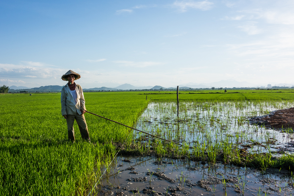 Planting Rice