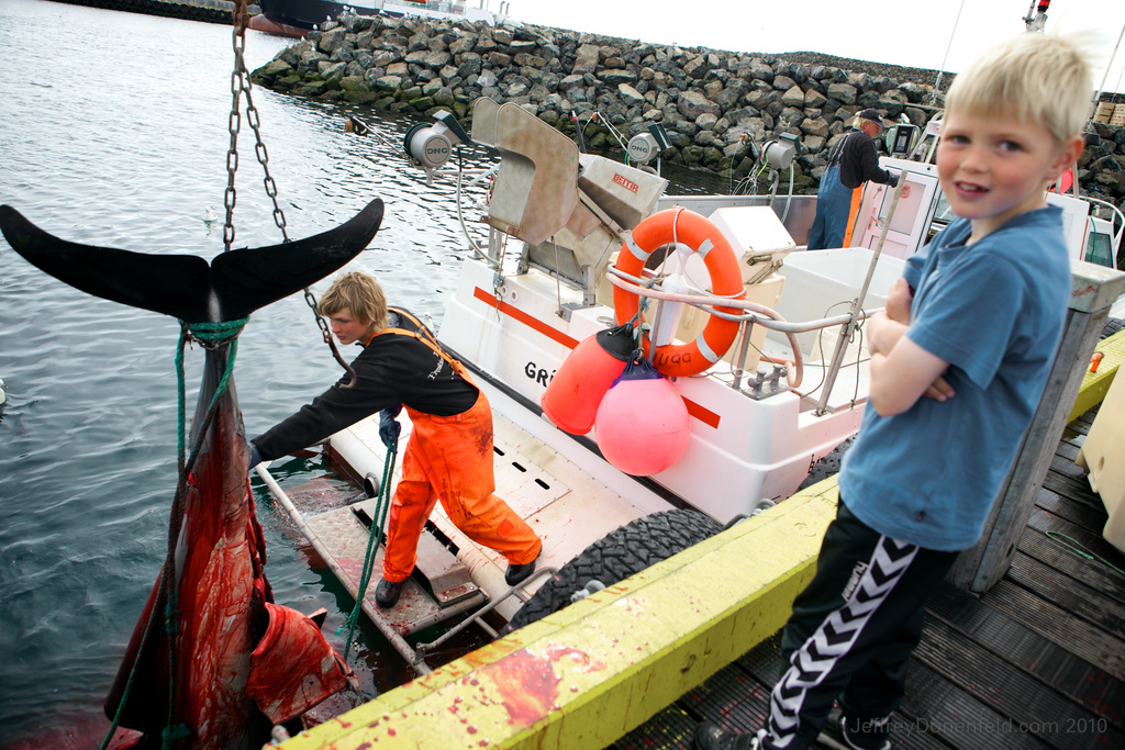 Exploring Grimsey, Iceland’s Northernmost Rock Island