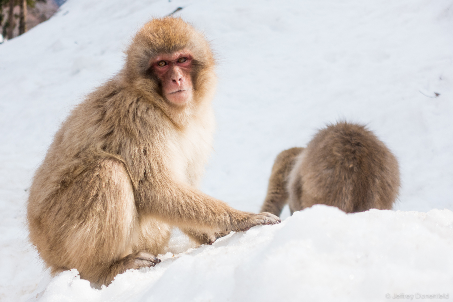 Macaque Snow Monkeys relaxing in the snow.