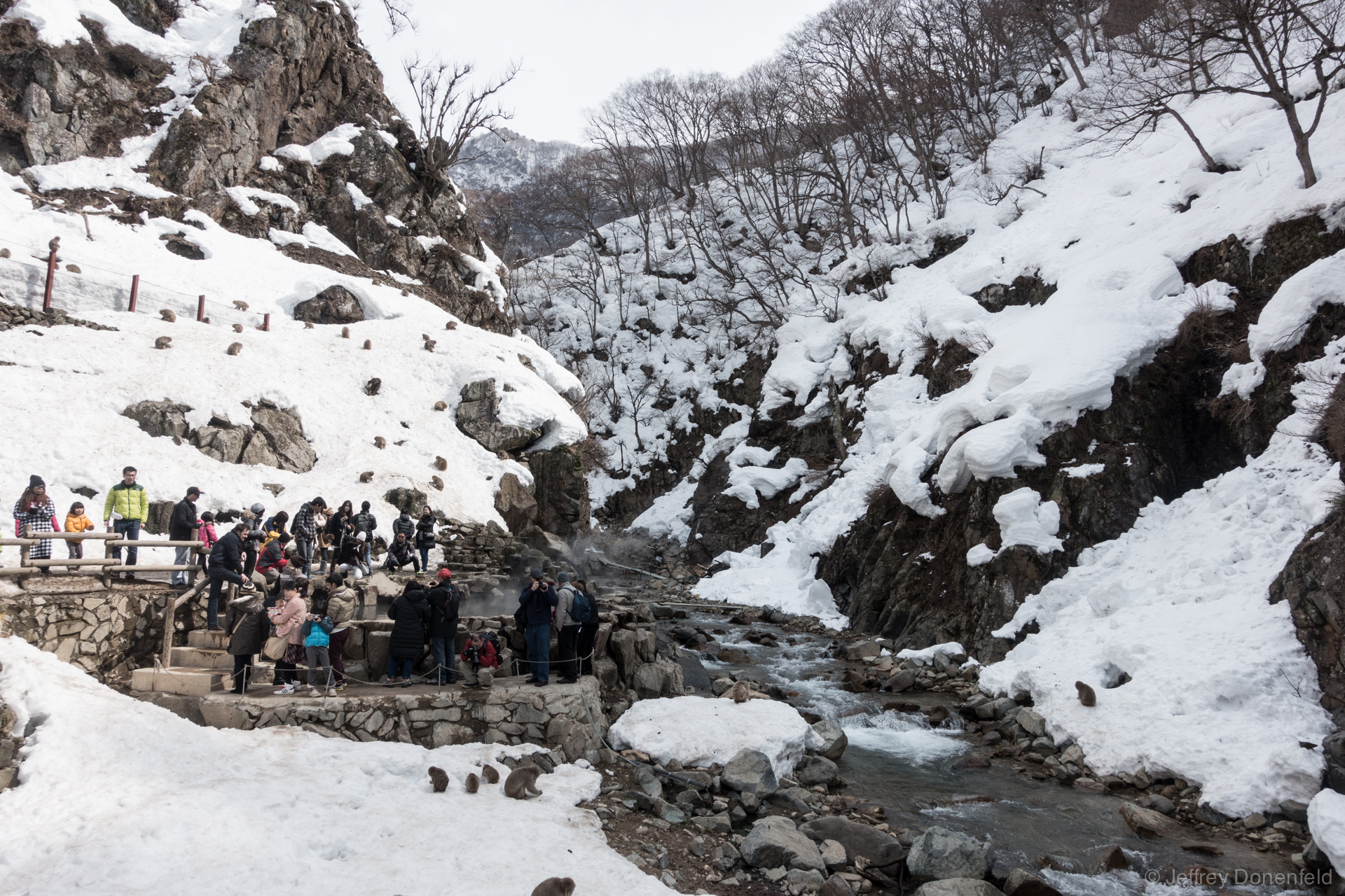Snow Monkey Onsen is a popular tourist attraction, with hoardes of touritst taking photos. Despite this, the monkeys seems at ease, and walk amongst the people freely.