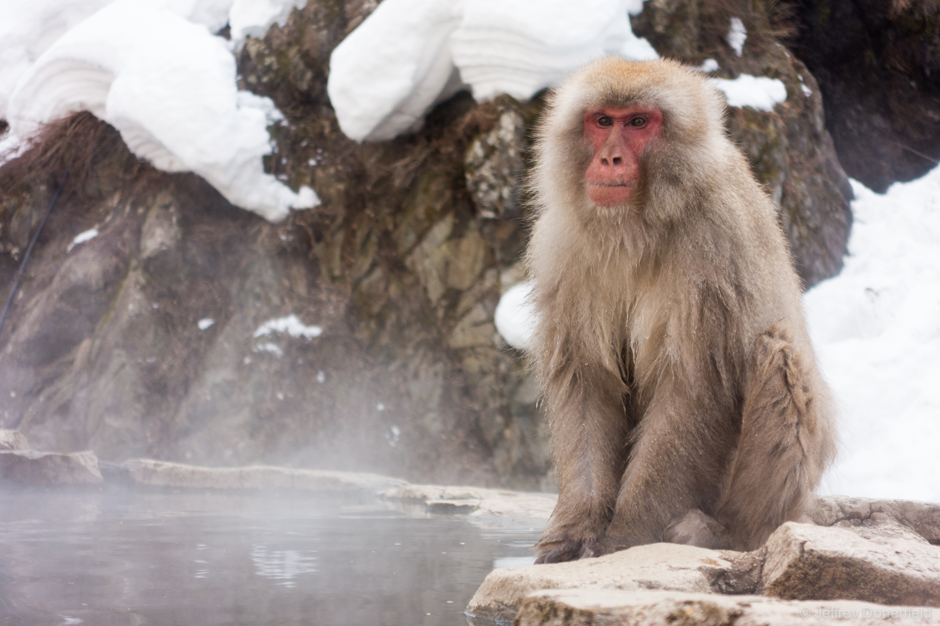 Shibu Onsen Snow Monkeys