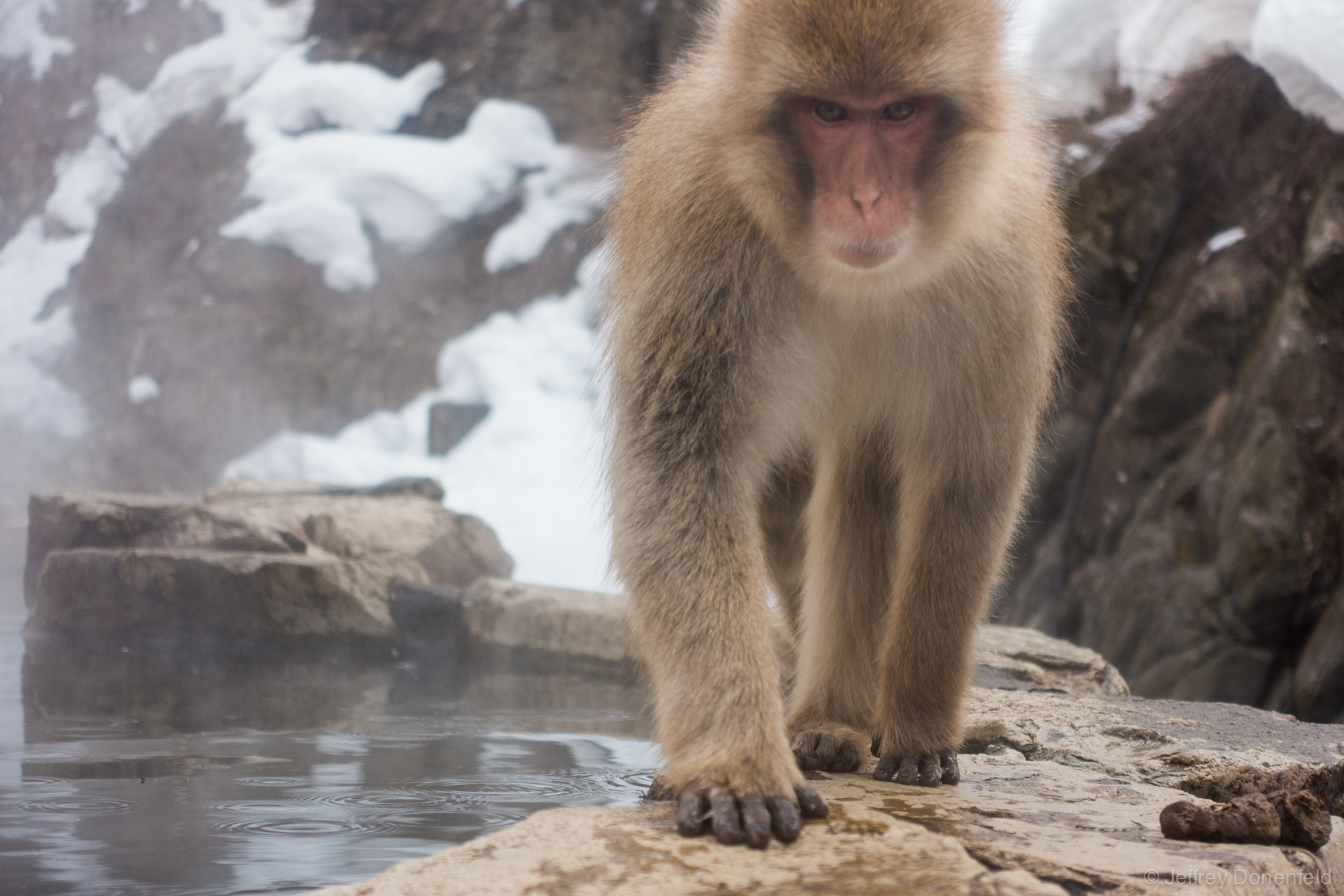 Snow monkeys love hanging out in the warm onsen. Only for monkeys though!
