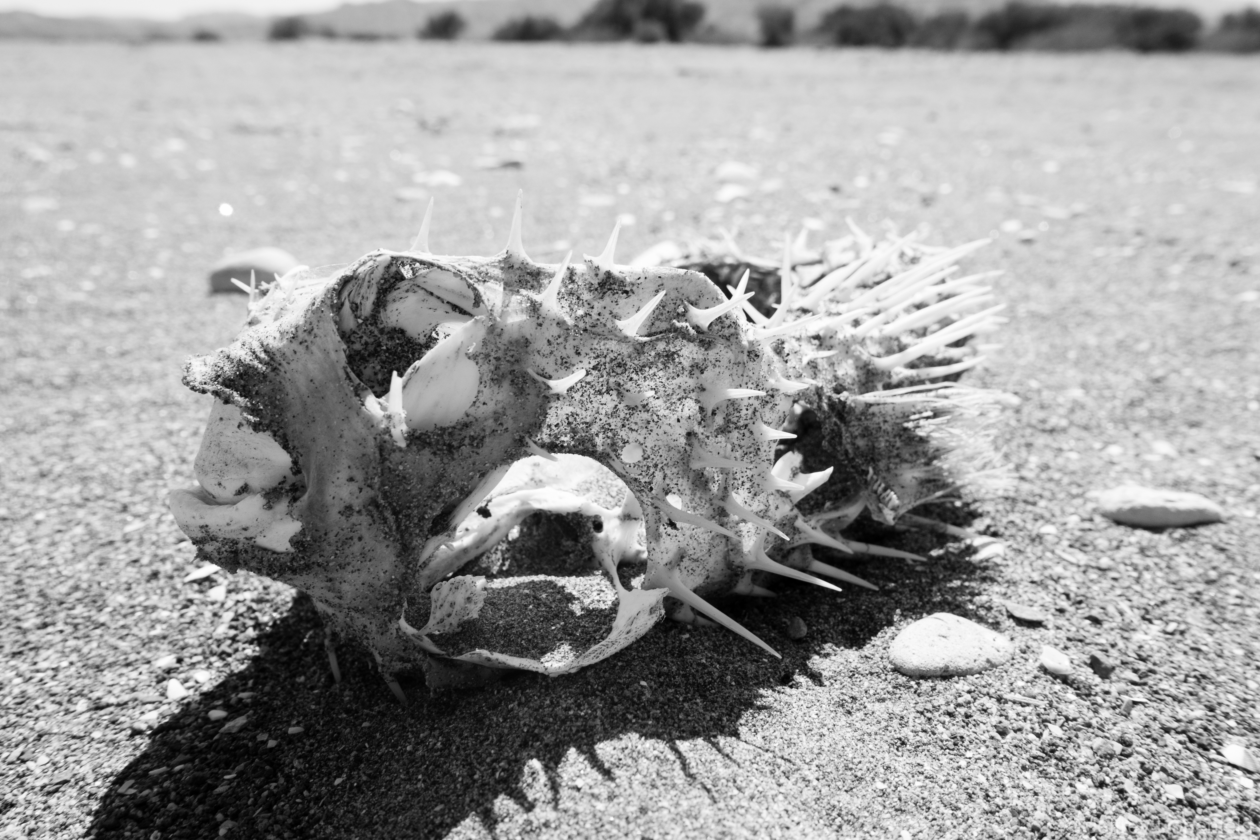A dried puffer fish found on the hot, dry beach. Jeffrey Donenfeld